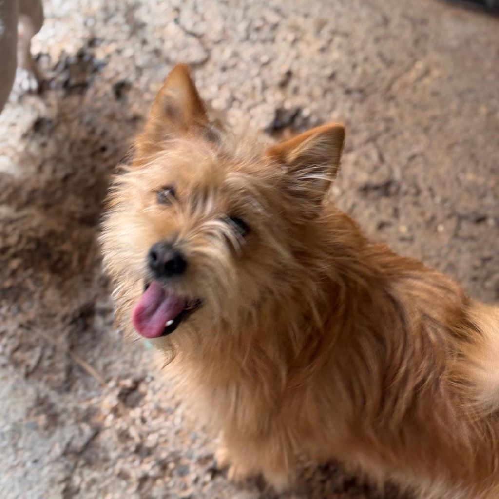 Yorkshire Terrier Mischling Russel, 11/2023, ca. 20 cm