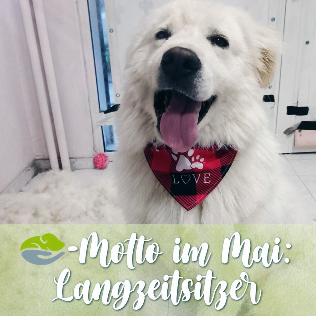 SALVA Motto im Mai: Langzeitsitzer
