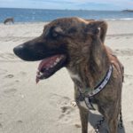 Malinois Mischling Sam, 12/2023, ca. 60- 65 cm