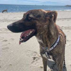 Malinois Mischling Sam, 12/2023, ca. 60- 65 cm