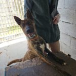 Malinois Mischling Sam, 12/2023, ca. 60- 65 cm