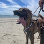 Malinois Mischling Sam, 12/2023, ca. 60- 65 cm
