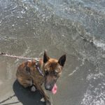 Malinois Mischling Sam, 12/2023, ca. 60- 65 cm