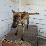Malinois Mischling Sam, 12/2023, ca. 60- 65 cm