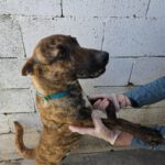 Malinois Mischling Sam, 12/2023, ca. 60- 65 cm