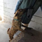 Malinois Mischling Sam, 12/2023, ca. 60- 65 cm
