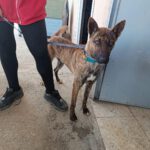Malinois Mischling Sam, 12/2023, ca. 60- 65 cm