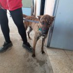 Malinois Mischling Sam, 12/2023, ca. 60- 65 cm