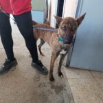 Malinois Mischling Sam, 12/2023, ca. 60- 65 cm