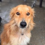 Collie Mischling Sherlock, 03/2024, ca. 55 cm