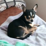 Chihuahua Simba, 05/2023, ca. 20 cm, 85296 Rohrbach