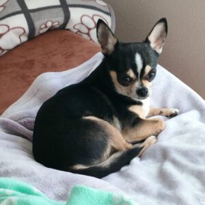 Chihuahua Simba, 05/2023, ca. 20 cm, 85296 Rohrbach
