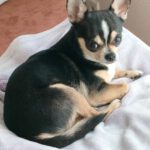 Chihuahua Simba, 05/2023, ca. 20 cm, 85296 Rohrbach