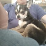 Chihuahua Simba, 05/2023, ca. 20 cm, 85296 Rohrbach