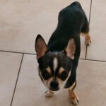 Chihuahua Simba, 05/2023, ca. 20 cm, 85296 Rohrbach