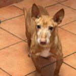 Podenco Maneto Simon, 04/2017, ca. 35 cm