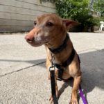 Podenco Maneto Simon, 04/2017, ca. 35 cm