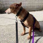 Podenco Maneto Simon, 04/2017, ca. 35 cm