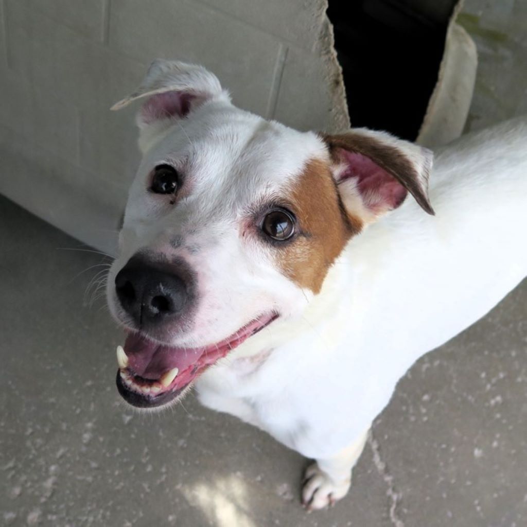 Mischling Snow, 02/2018, ca. 38 cm