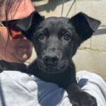 Mischling Sohejli, 01/2025, Endgröße ca. 45- 50 cm