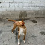 Podenco Sonny, 05/2024,  ca. 40 cm