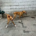 Podenco Sonny, 05/2024,  ca. 40 cm