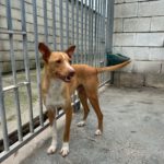 Podenco Sonny, 05/2024,  ca. 40 cm