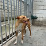 Podenco Sonny, 05/2024,  ca. 40 cm