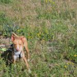 Podenco Sonny, 05/2024,  ca. 40 cm