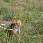 Podenco Sonny, 05/2024,  ca. 40 cm
