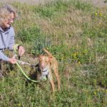Podenco Sonny, 05/2024,  ca. 40 cm
