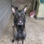 Malinois Mischling Tagarnino, 03/2024, ca. 65 cm