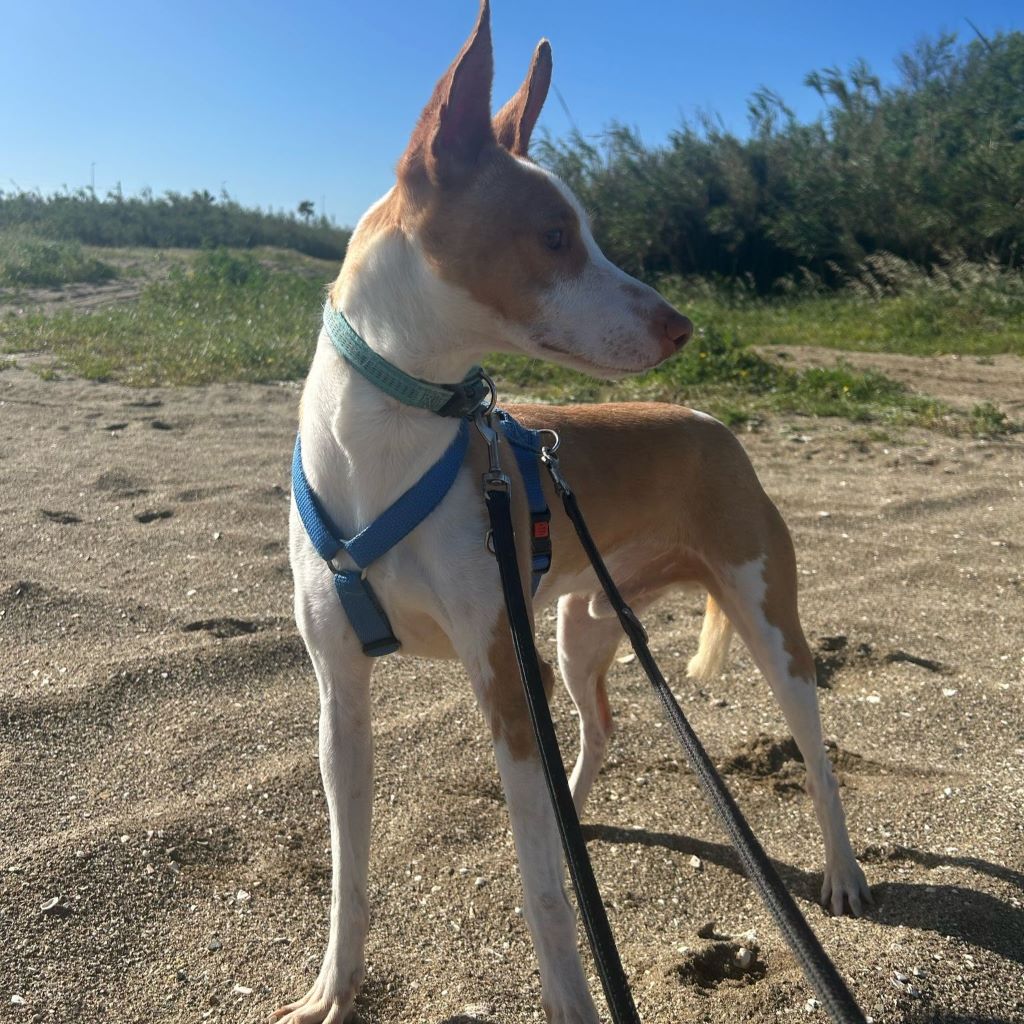 Podenco Timon, 06/2023, ca. 45 cm