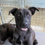 Mischling Tirita, 06/2024, Endgröße ca. 60 - 65 cm