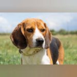 Beagle Toby, 02/2020, ca. 40 cm