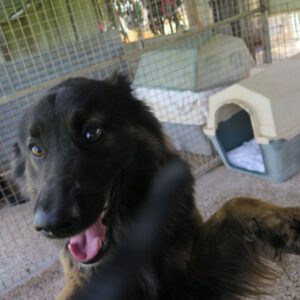 Schäferhund Mischling Trueno, 03/2024, ca. 60 cm