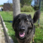 Schäferhund Mischling Trueno, 03/2024, ca. 60 cm