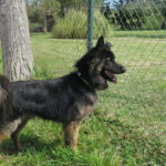 Schäferhund Mischling Trueno, 03/2024, ca. 60 cm