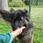 Schäferhund Mischling Trueno, 03/2024, ca. 60 cm