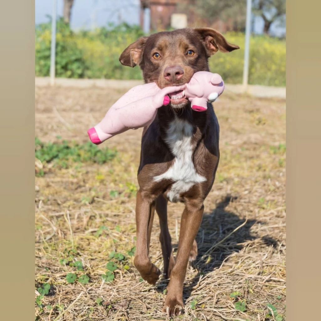 Mischling Tyson, 12/2021, ca. 52 cm