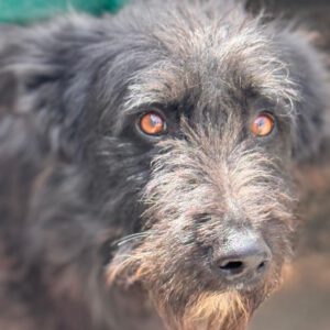 Wasserhund Schauzer-Mischling Wally, 04/2023, ca.50 cm