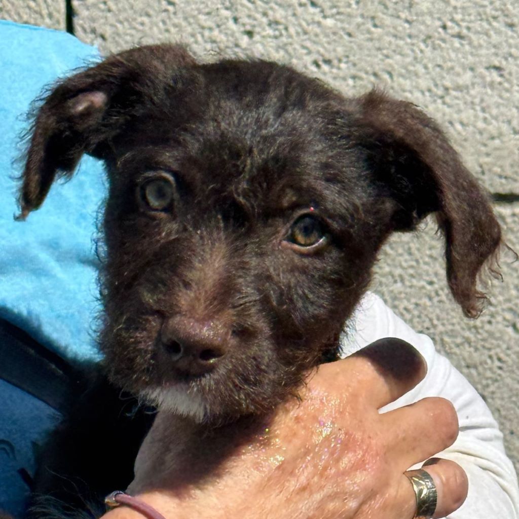 Wasserhund Mischling Whisky,12/2024, Endgröße ca. 50- 55 cm