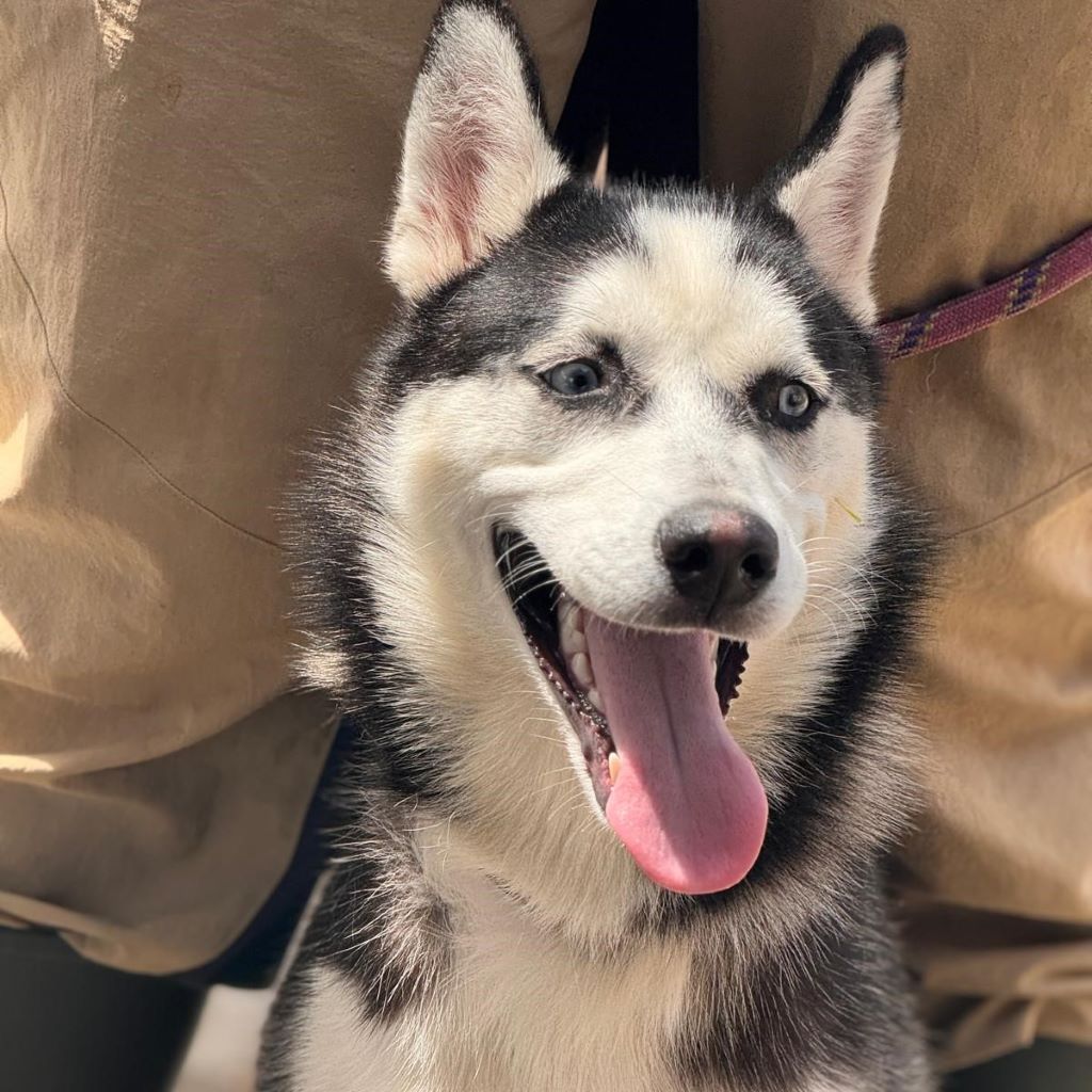 Husky Yara, 10/2024, Endgröße ca. 60 cm