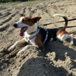 Podenco Zayn, 05/2024, ca. 40 cm