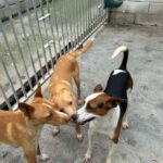Podenco Zayn, 05/2024, ca. 40 cm