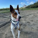 Podenco Zayn, 05/2024, ca. 40 cm