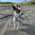 Podenco Zayn, 05/2024, ca. 40 cm