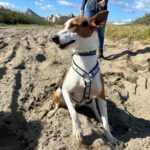 Podenco Zayn, 05/2024, ca. 40 cm