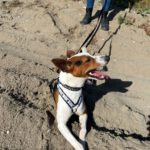 Podenco Zayn, 05/2024, ca. 40 cm