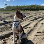 Podenco Zayn, 05/2024, ca. 40 cm